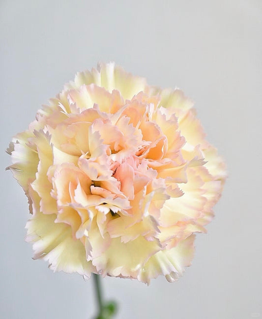 可可西里｜Carnation｜20 Stalks [CN]