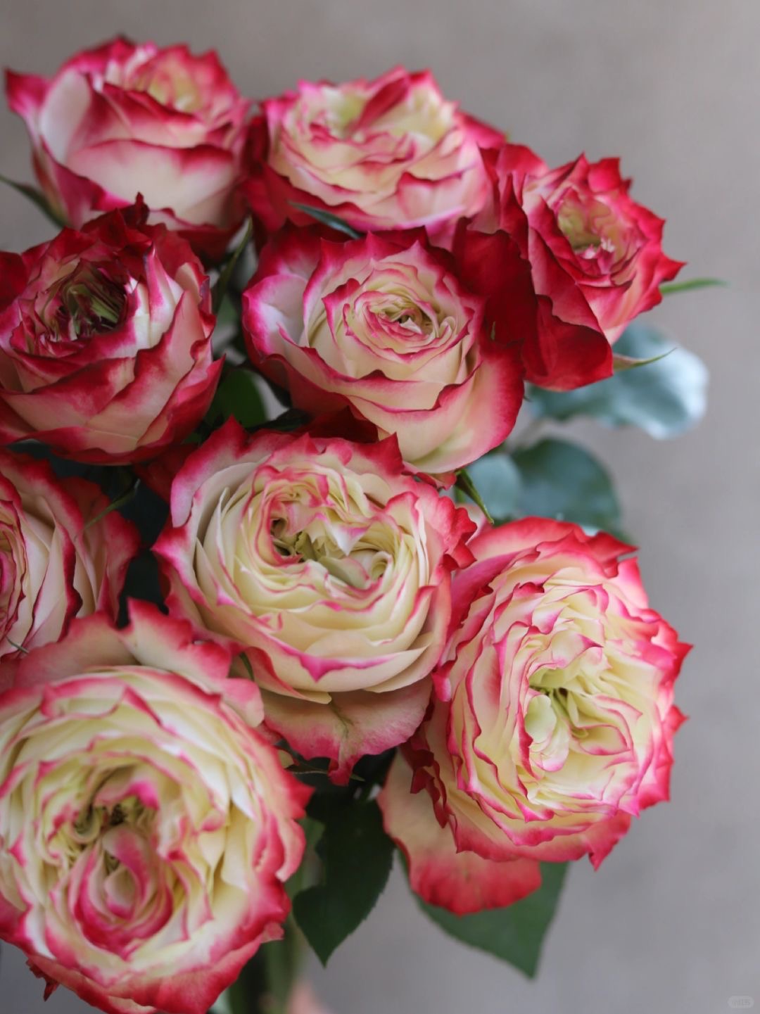 Apple Jack 苹果杰克｜Rose｜20 Stalks [CN] – FLOWERSCENT