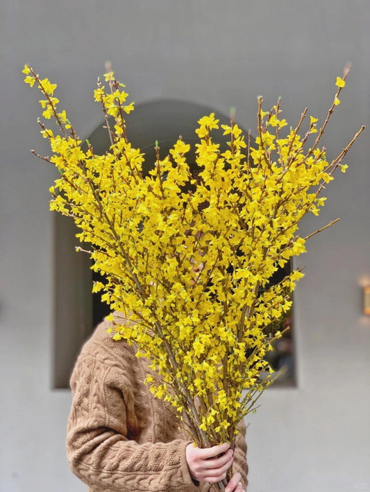 Forsythia 寸寸金（迎春花）｜5 Stalks [CN]