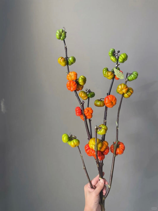 Solanum 小南瓜｜5 Stalks [CN]