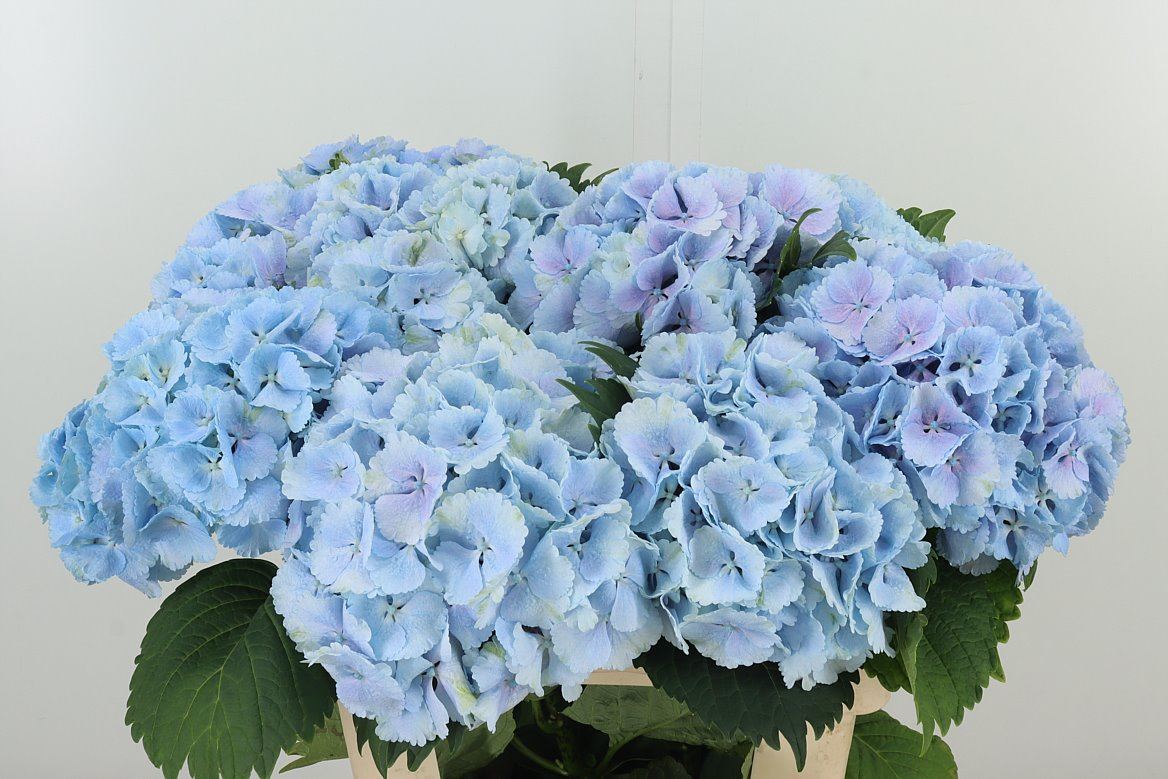 Hydrangea 绣球｜1 Stalk [Holland]