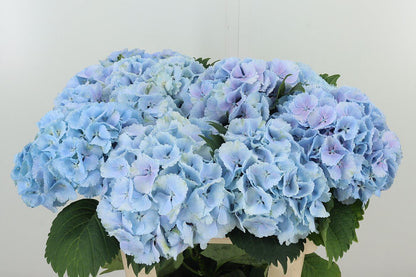 Hydrangea 绣球｜1 Stalk [Holland]