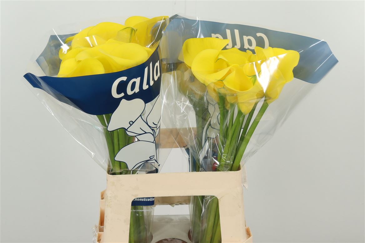 Calla Lily | 5 Stalks [Holland]
