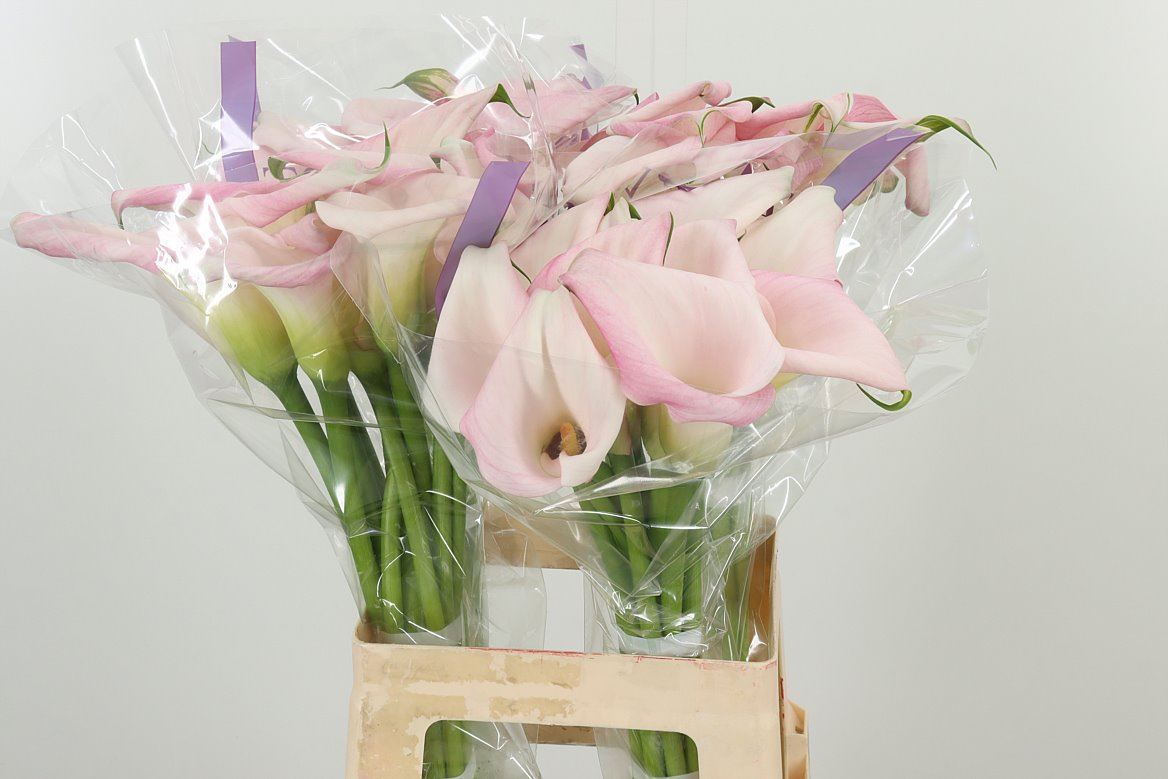 Calla Lily | 5 Stalks [Holland]