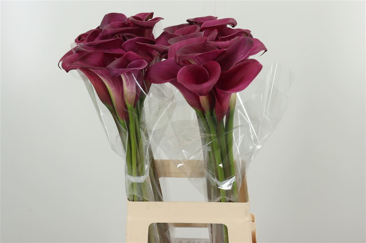 Calla Lily | 5 Stalks [Holland]
