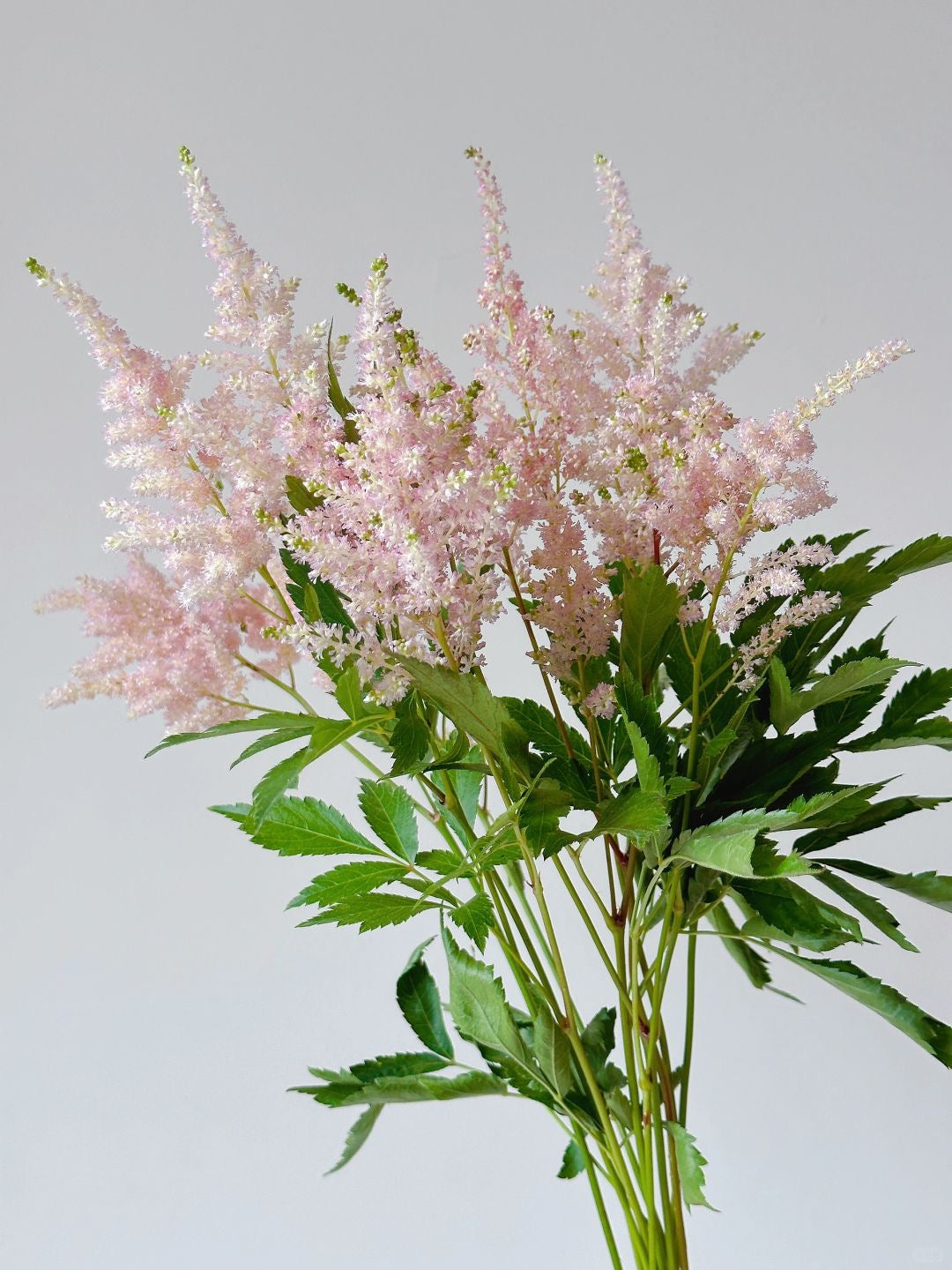 Astilbe Chinensis | 10 Stalks [Holland]