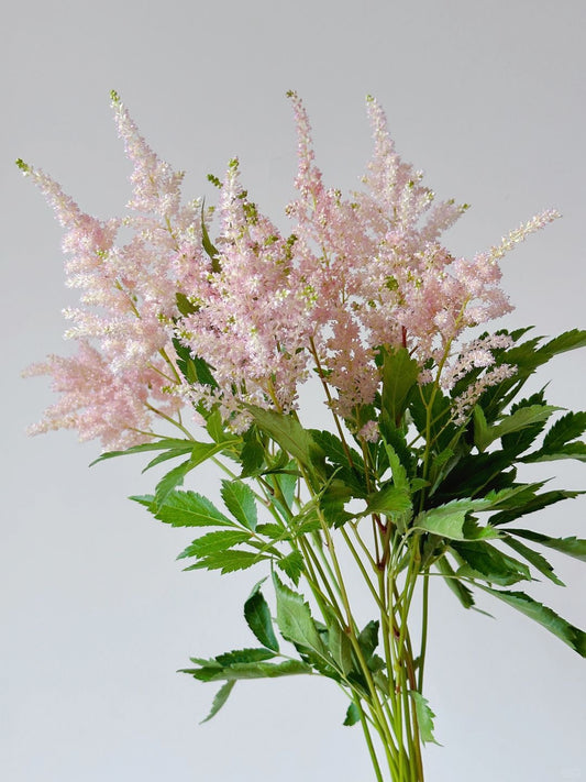 Astilbe Chinensis | 10 Stalks [Holland]