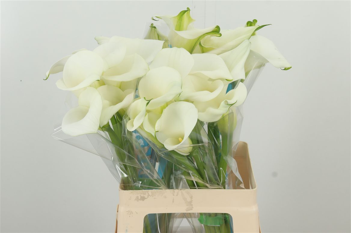 Calla Lily ｜ 5 Stalks [Holland]
