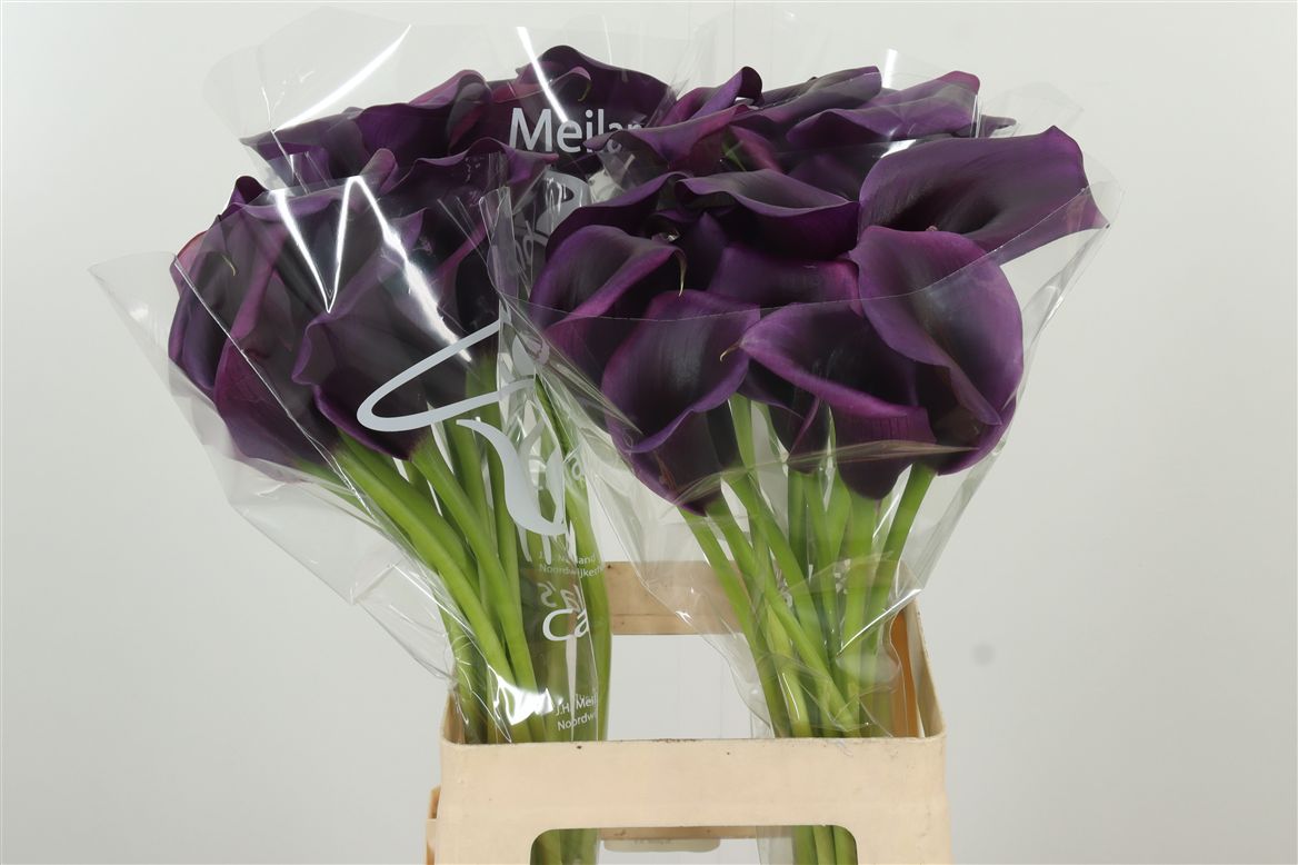 Calla Lily ｜ 5 Stalks [Holland]