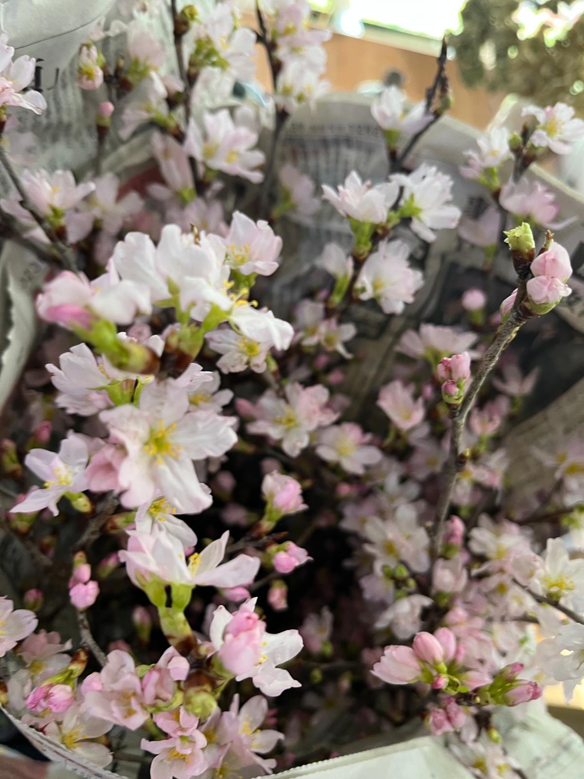 Keio Sakura 日本樱花｜Japan