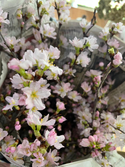 Keio Sakura 日本樱花｜Japan