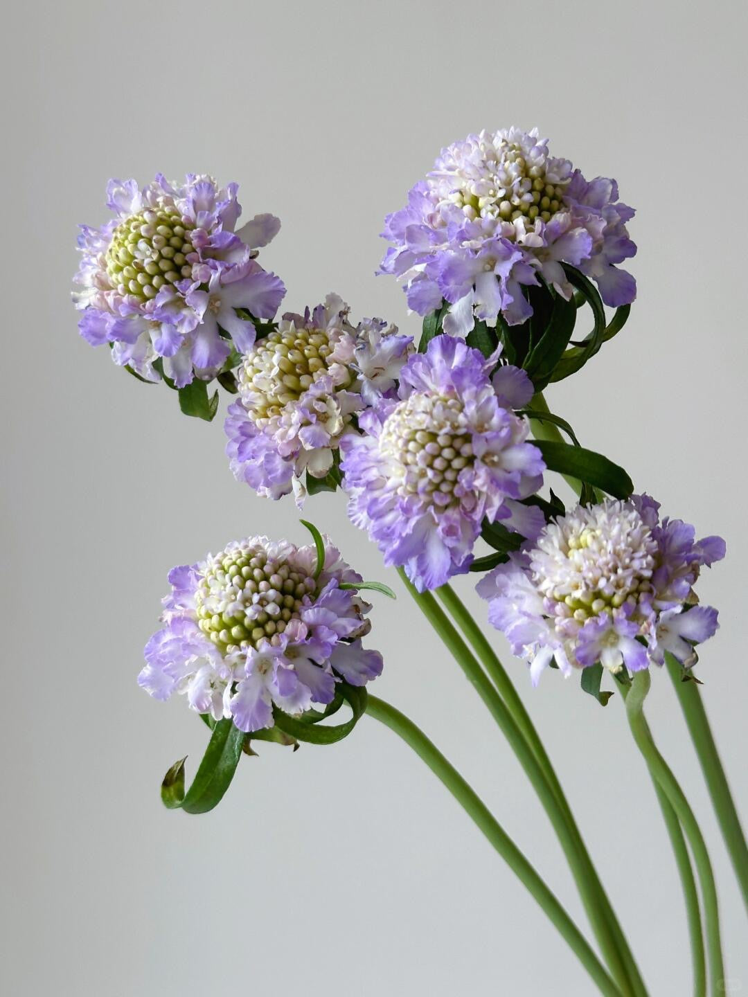 Scabiosa 松虫草 ｜1 bundle [CN]