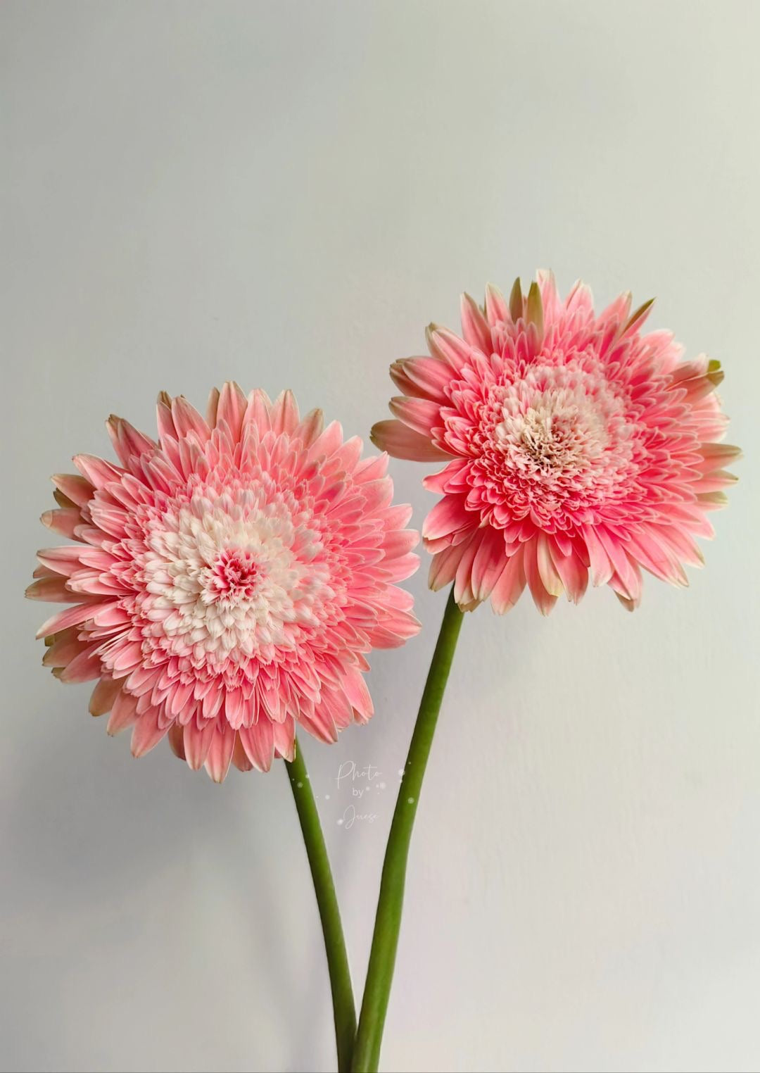 泽娜｜Gerbera | 10 Stalks [CN]