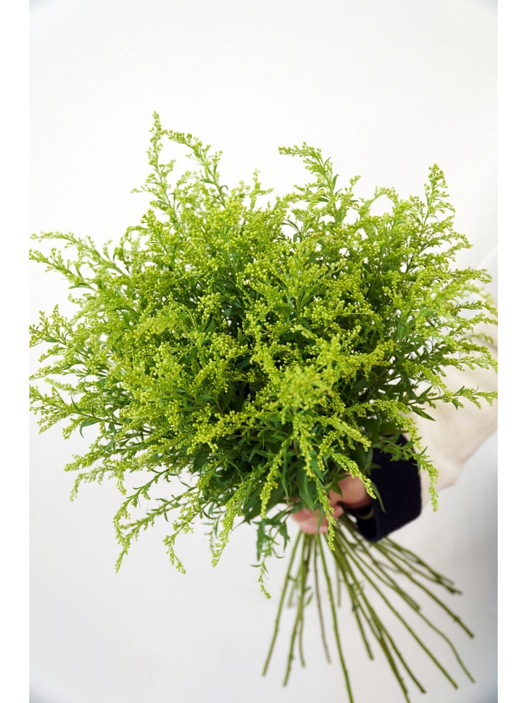 Yellow warbler 黄莺草｜1 Bundle [CN]