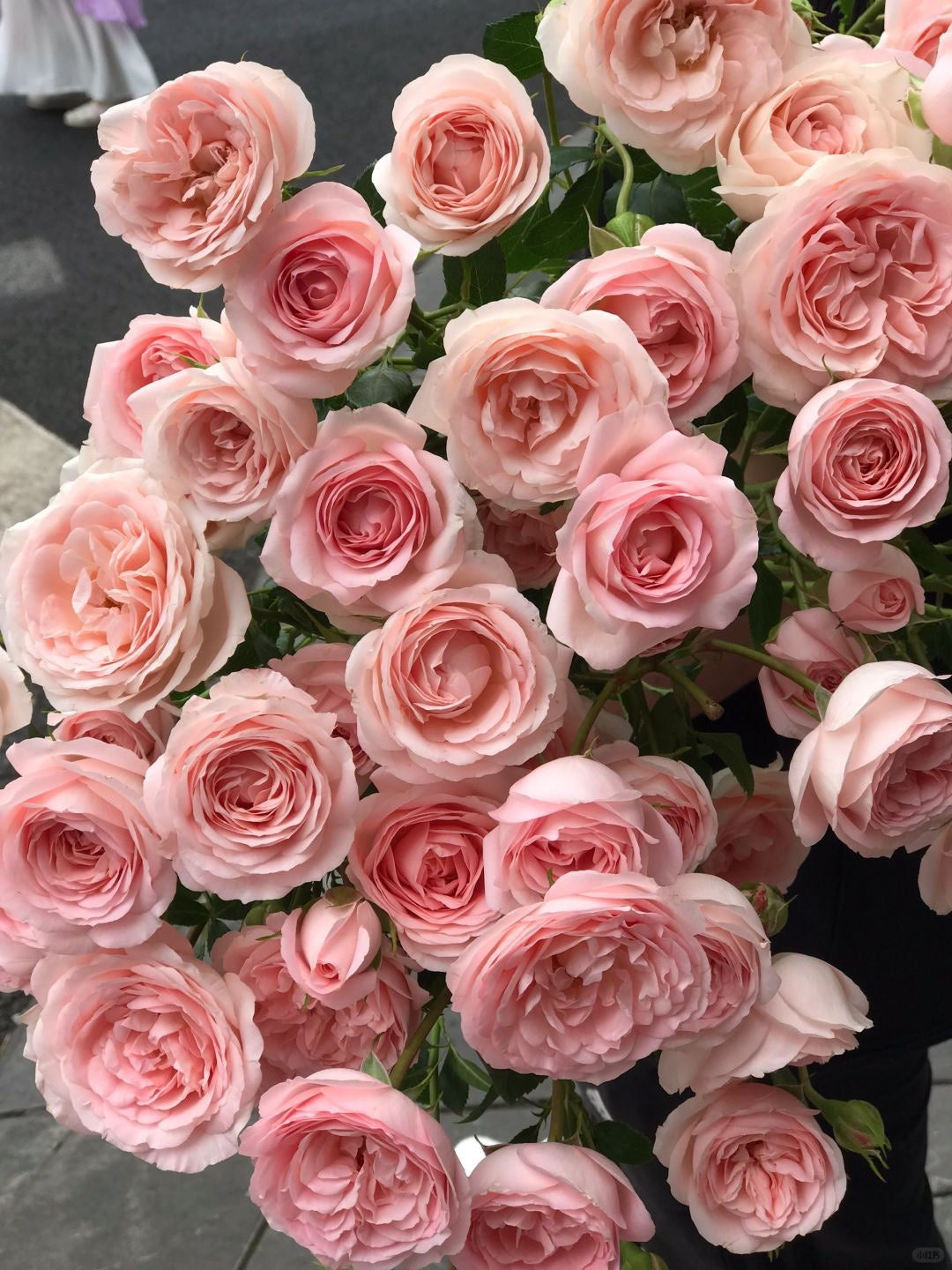 Mayra's Bridal 新娘梅拉｜Spray Rose｜10 Stalks [CN]