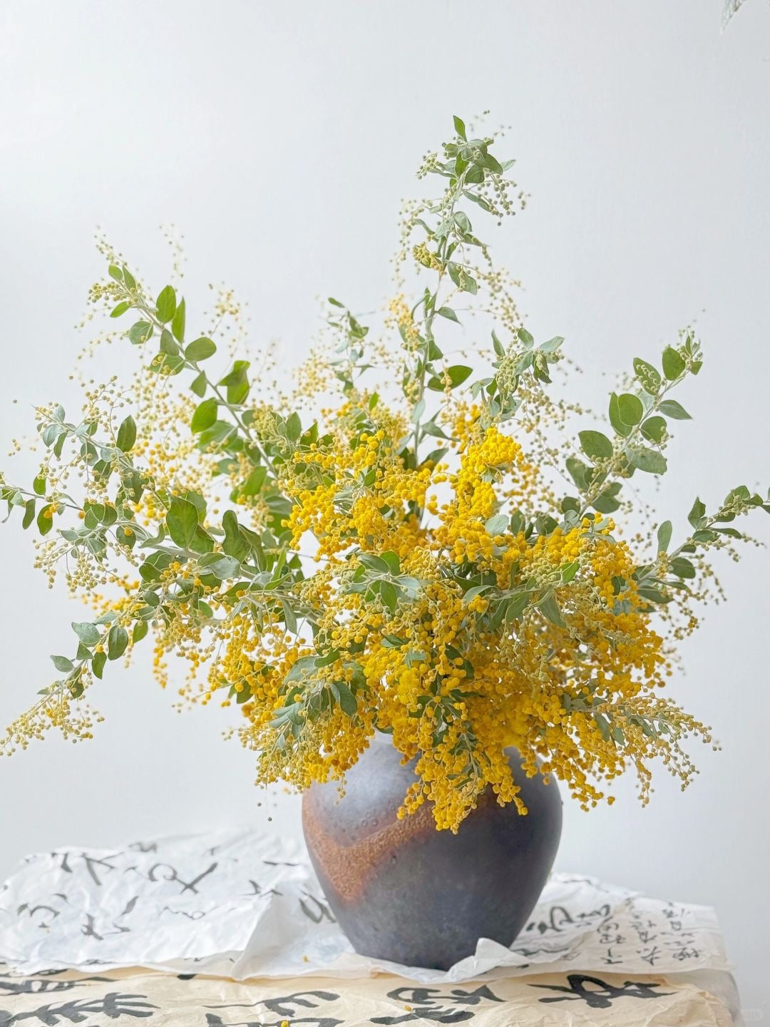 Acacia Baileyana 金合欢｜1 Bundle [CN]