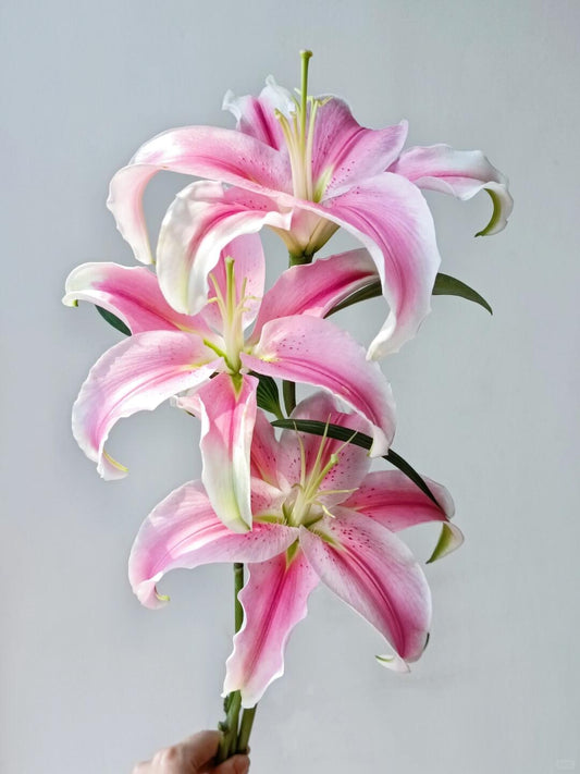 Lilies Sorbonne Pink｜5 Stalks [CN]