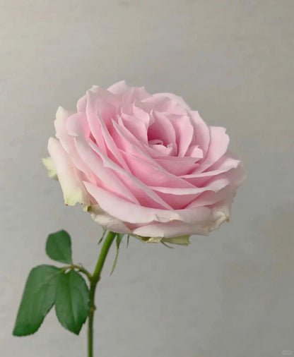Pink Avalanche 粉红雪山 | Rose | 20 Stalks [CN]