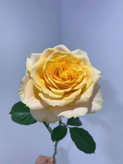 Turtle 苏塔菲｜Rose｜10 Stalks [Kenya]