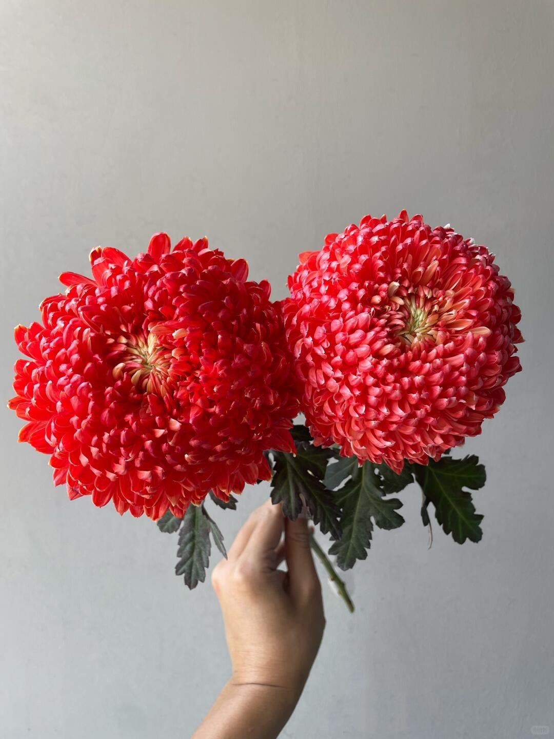 Chrysanthemum Dye Colour｜6 Stalks