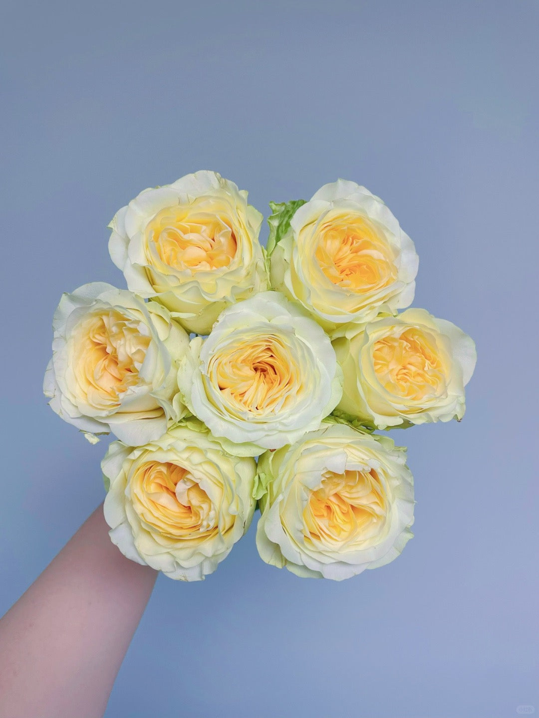 Butter Cup 奶油杯｜Rose ｜20 Stalks [CN]