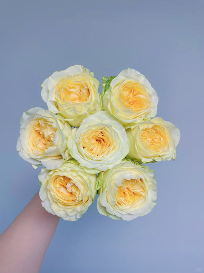 Butter Cup 奶油杯｜Rose ｜20 Stalks [CN]