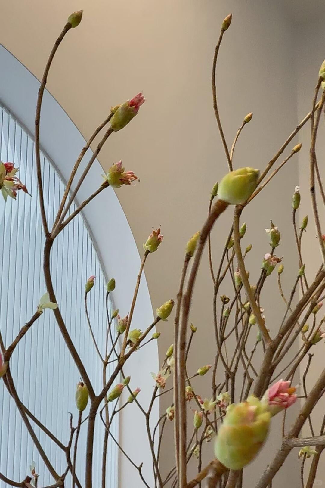 Goldbell 金钟花｜1 Bundle [CN]