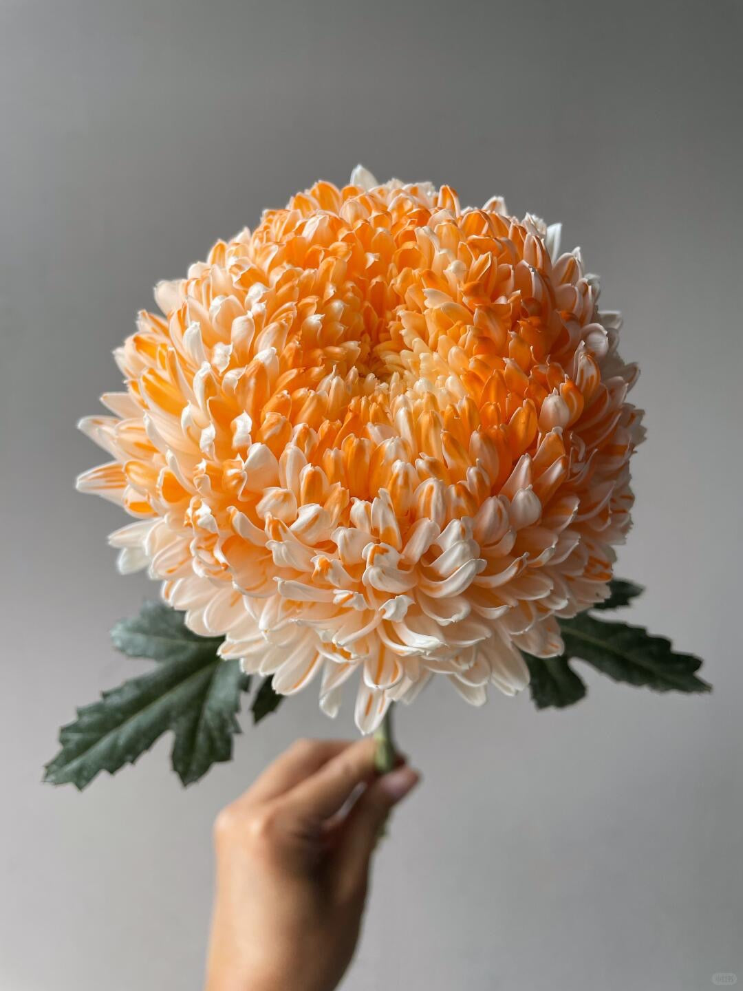 Chrysanthemum Dye Colour｜6 Stalks