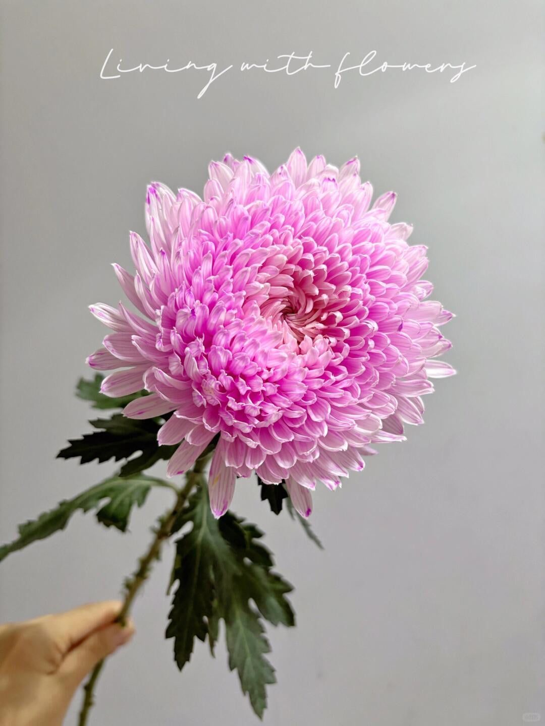 Chrysanthemum Dye Colour｜6 Stalks