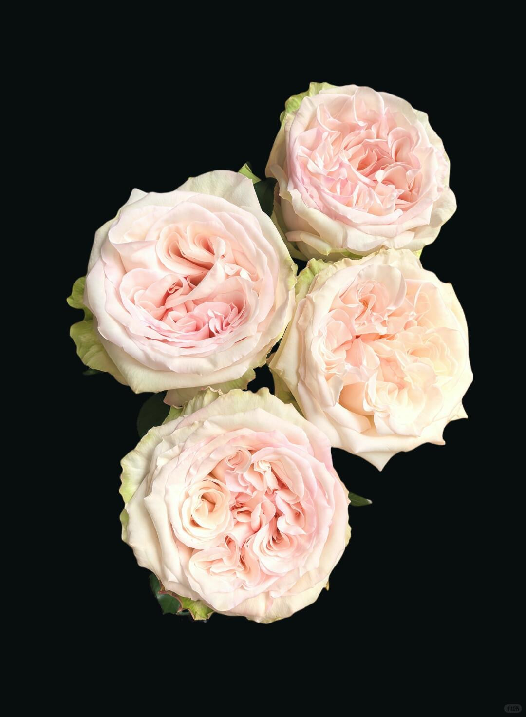 O'hara White白荔枝｜Rose｜10 Stalks [Kenya]