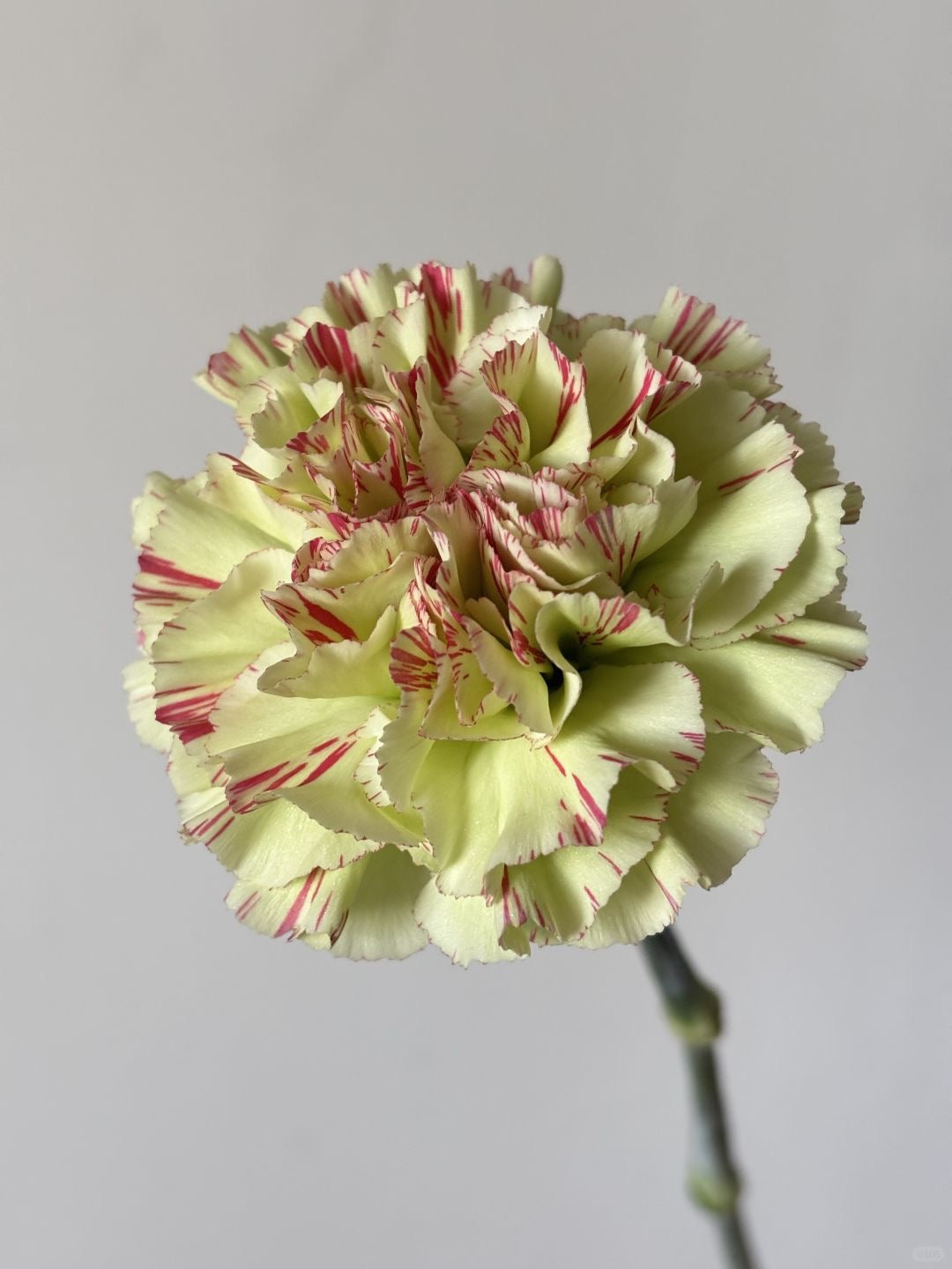 淡妆｜Carnation｜20 Stalks [Holland]