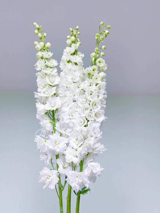 Delphinium 大飞燕｜5 Stalks [CN]