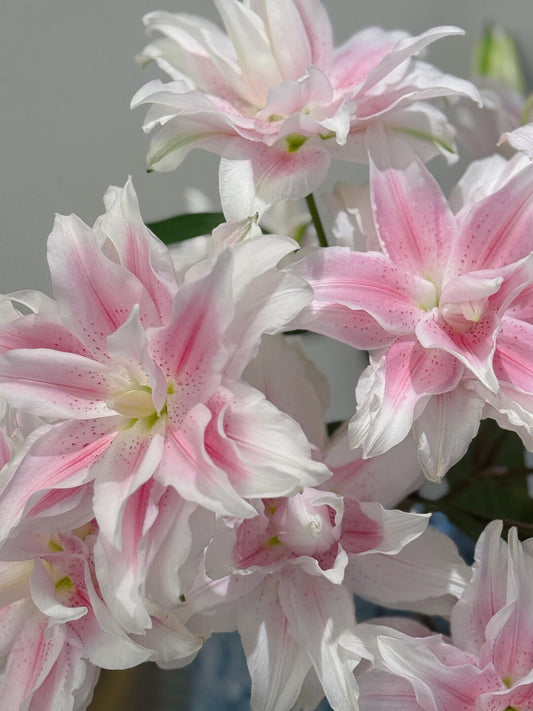 Lilies Double Petals 3 Heads 伊丽莎白｜5 Stalks [CN]