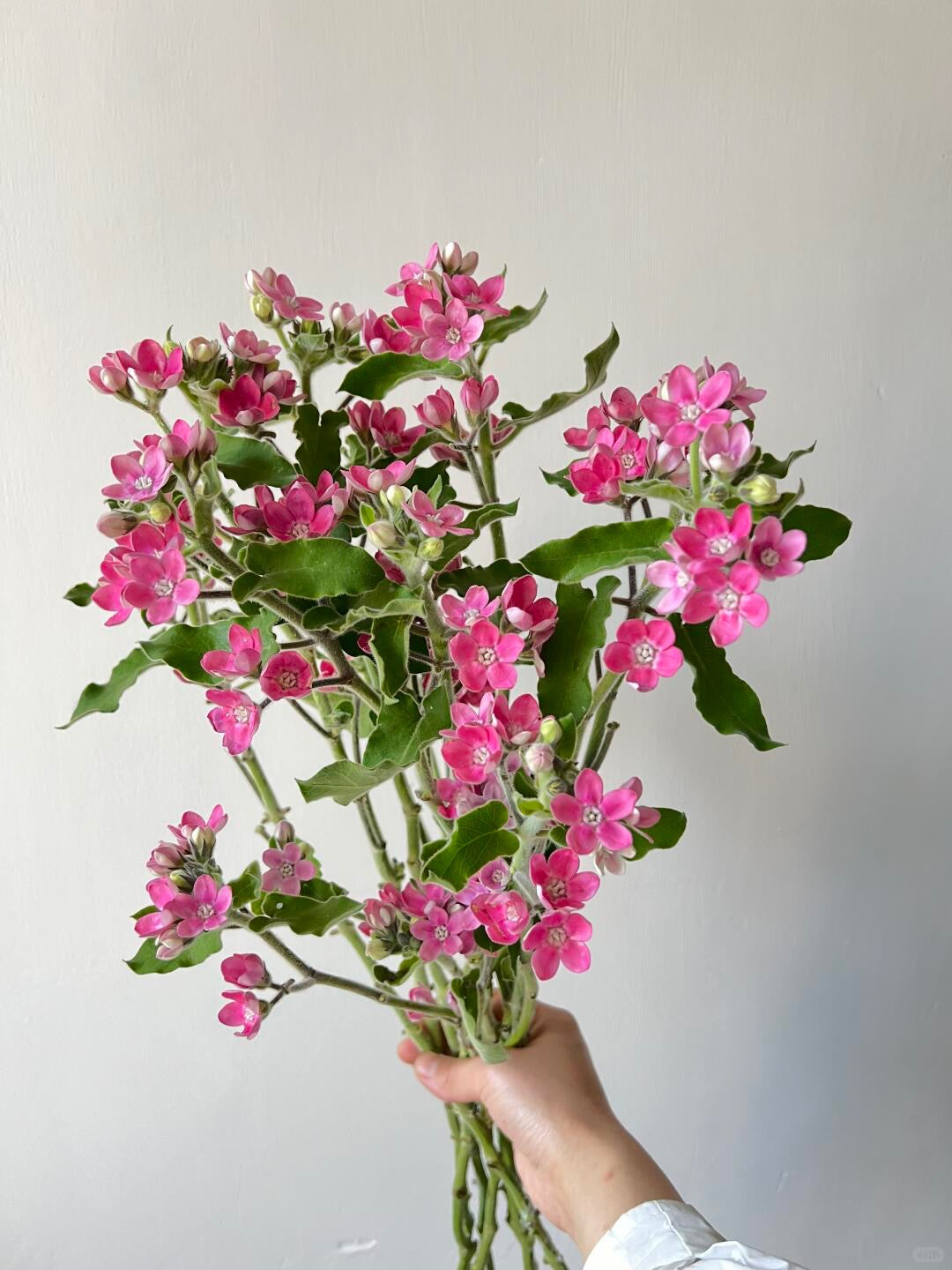 Oxypetalum Pink 粉星花 ｜1 Bundle [CN]