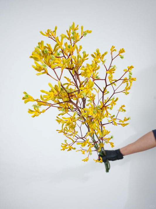 Anigozanthos 袋鼠爪｜1 bundle [CN]