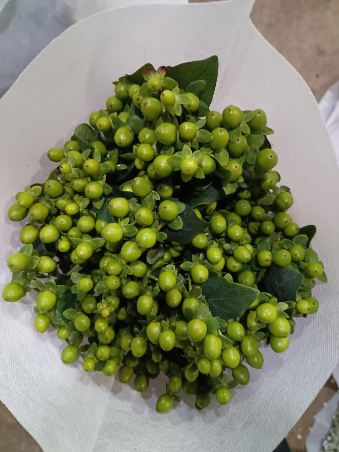 Hypericum Berry｜1 Bundle [CN]