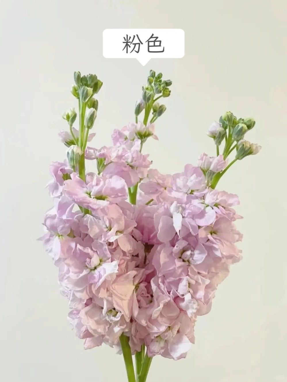 Mattiola 紫罗兰｜10 Stalks [CN]