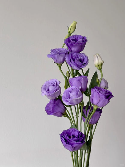 Eustoma 洋桔梗｜1 Bundle [CN]