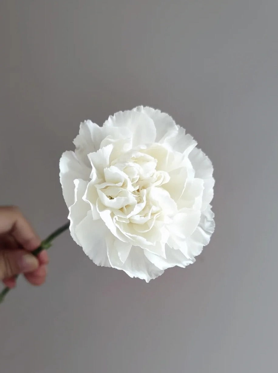 Snow 雪影 ｜ Carnation｜20 Stalks [CN]