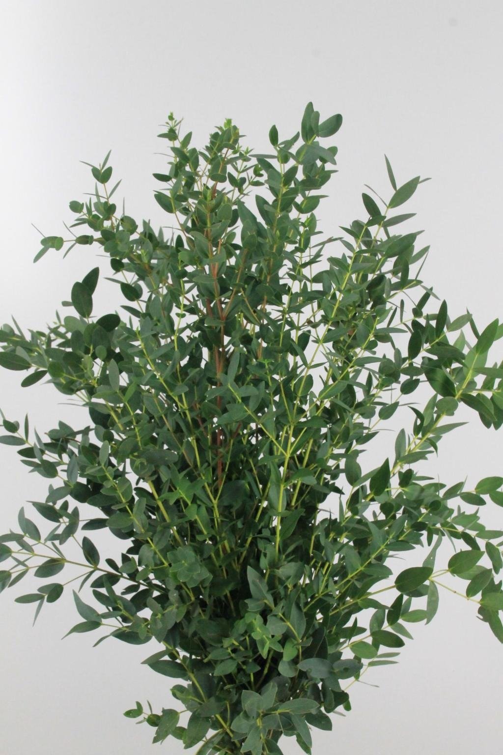 Eucalyptus Parvifolia 尖叶尤加利 [CN]