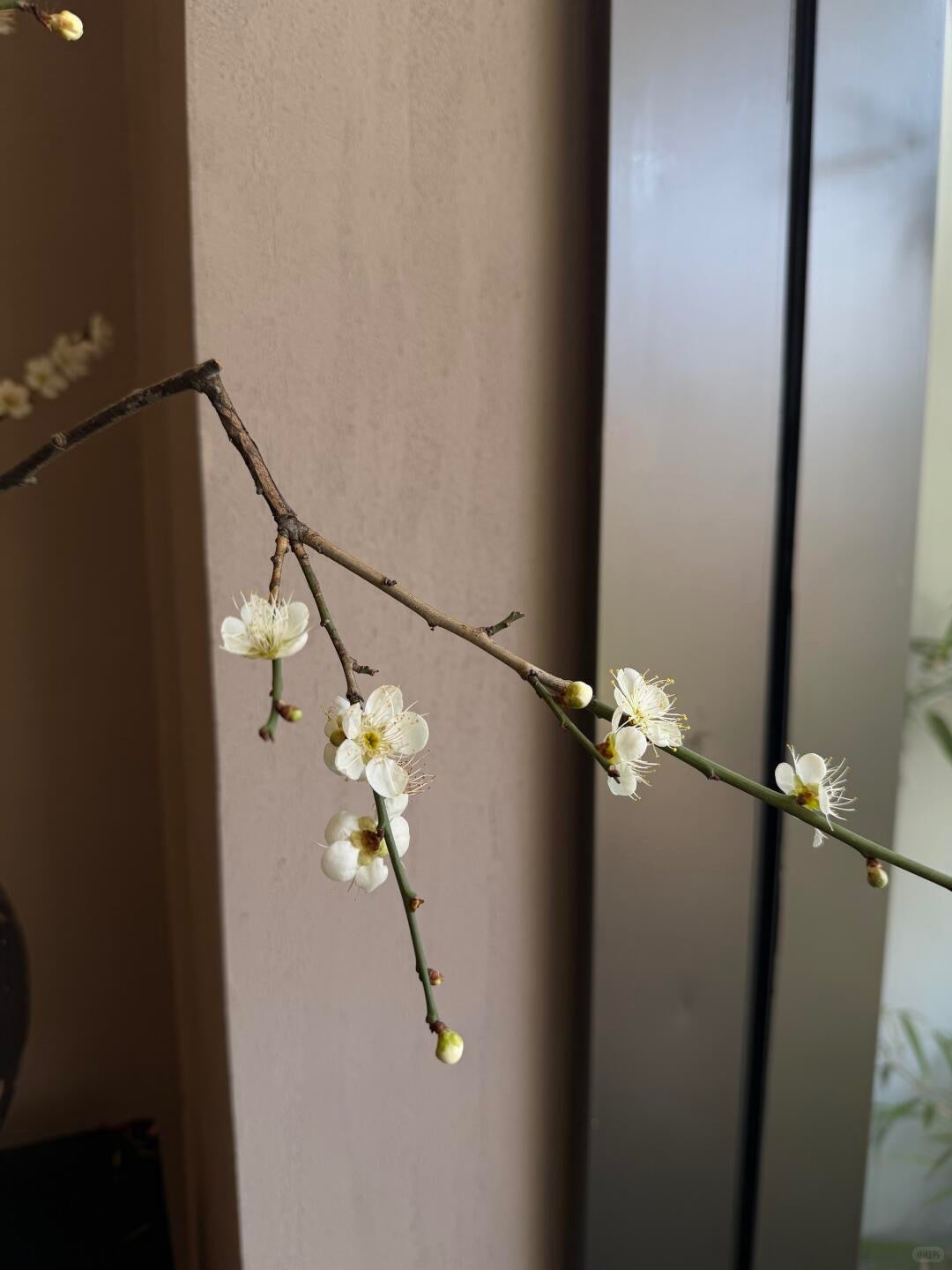 Prunus Mume Pink 梅花｜5 Stalk ｜Japan