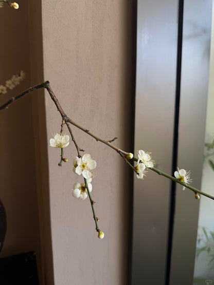 Prunus Mume Pink 梅花｜5 Stalk ｜Japan