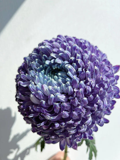 Chrysanthemum Dye Colour｜6 Stalks