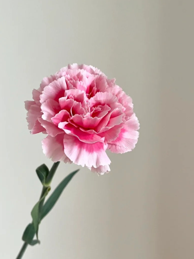 笑颜 | Carnation| 20 Stalks [CN]