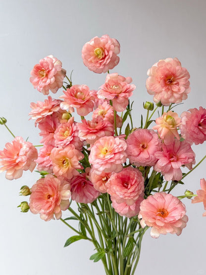 Ranunculus Butterfly 蝴蝶洋牡丹｜1 Bundle [CN]
