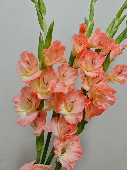 Gladiolus ｜10 Stalks [Holland]