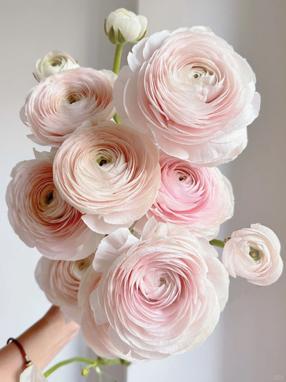 Ranunculus 洋牡丹｜5 Stalks [CN]