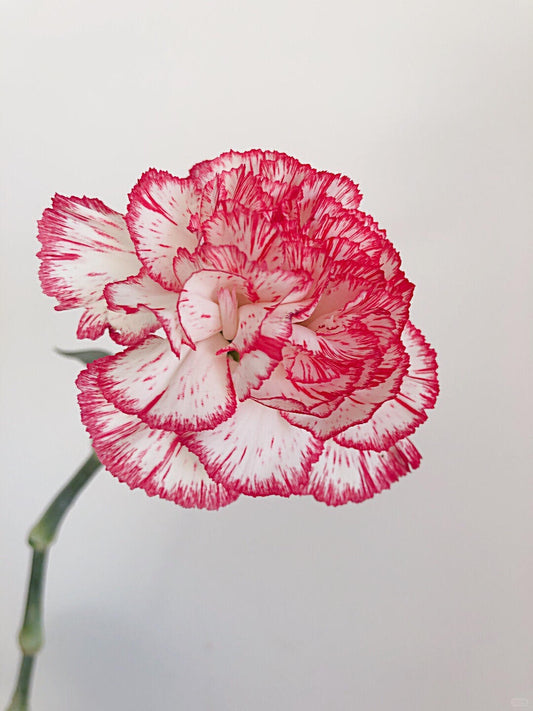伊人｜Carnation｜20 Stalks [CN]