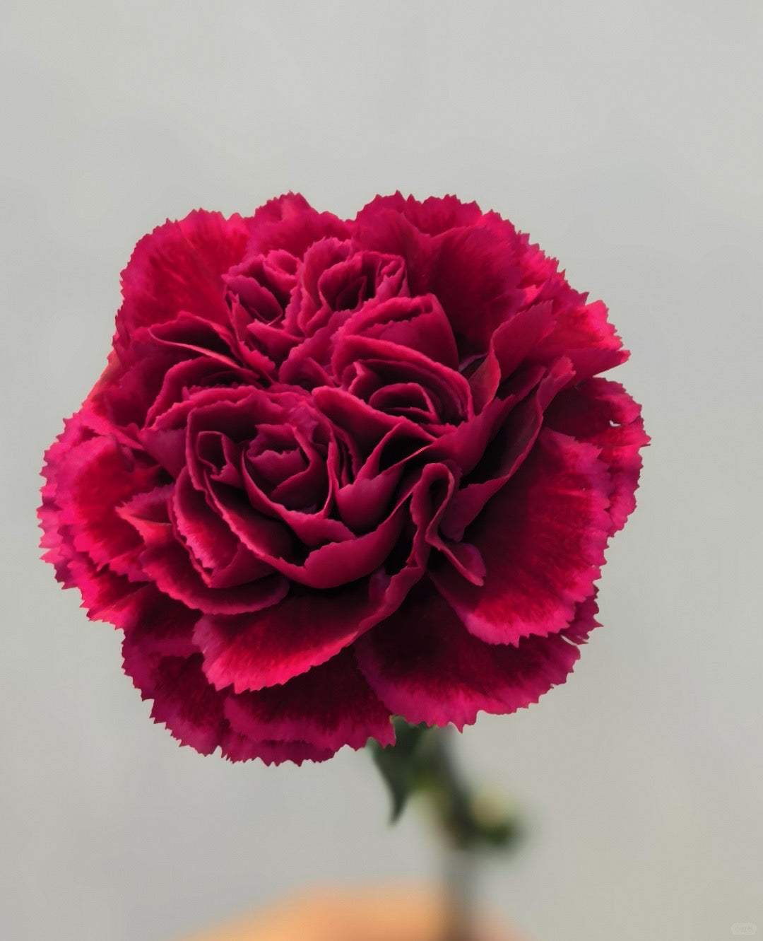复古红｜Carnation｜20 Stalks [Holland]