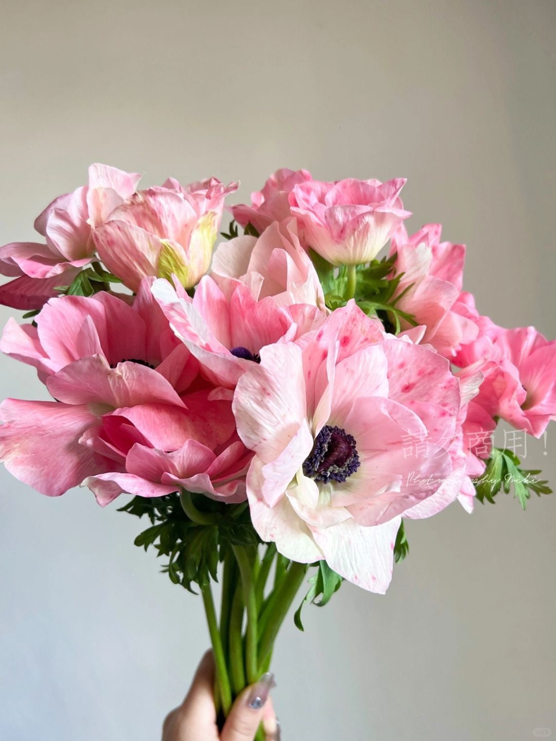 Anemone 银莲花｜10 Stalks